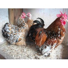 millefleur pekins